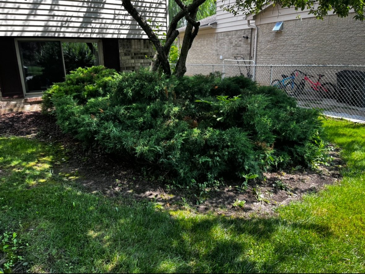 Before wooded driveway edge cleanup