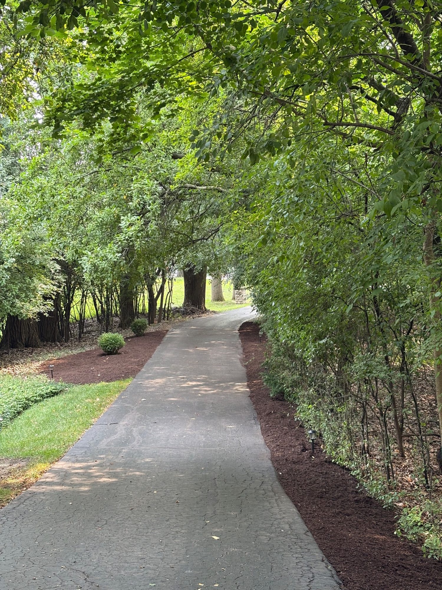 After cleaned shrub bed with fresh mulch